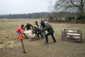 Schapen drijven Achterhoek